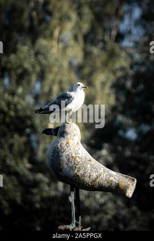 Seagull perché sur la sculpture d'oiseaux Banque D'Images