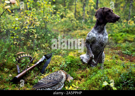 Chien de chasse près de l'oiseau mort et d'armes Banque D'Images