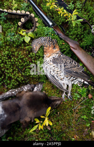 Chien de chasse près de l'oiseau mort et d'armes Banque D'Images