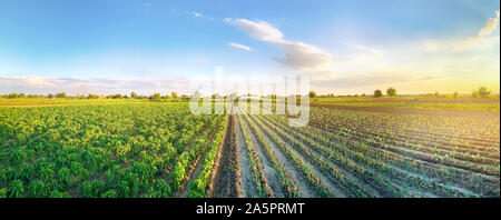 Photo panoramique d'une belle vue sur l'agriculture avec le poivre et les plantations de poireaux. L'agriculture et l'élevage. L'agrobusiness. L'agro industrie. D'organes en croissance Banque D'Images