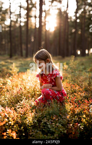 Girl picking blueberries Banque D'Images