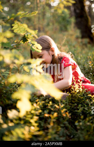 Girl picking blueberries Banque D'Images