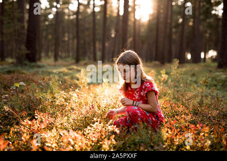 Girl picking blueberries Banque D'Images