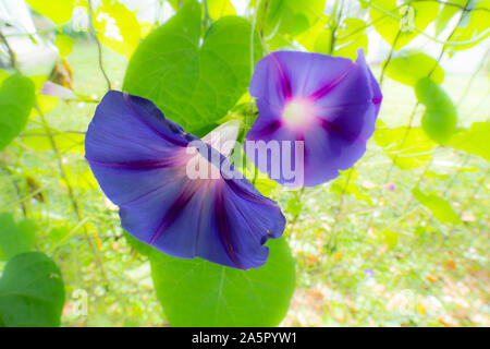 Morning Glory Flowers On A Sunny Day Banque D'Images