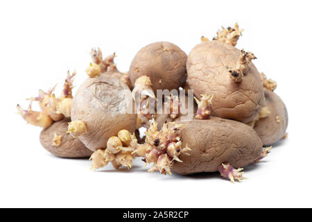 Groupe des pommes de terre avec les graines germées isolé sur fond blanc Banque D'Images