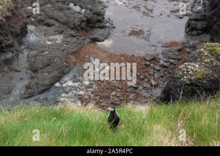 Macareux moine sur l'île de staffa Ecosse Banque D'Images