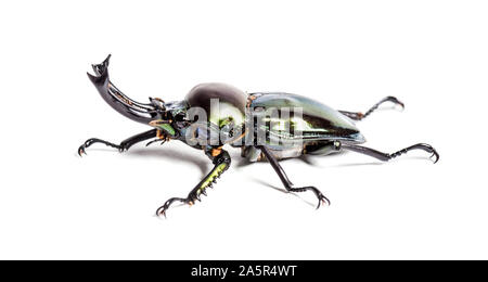 Stag beetle arc-en-ciel, Phalacrognathus muelleri, in front of white background Banque D'Images