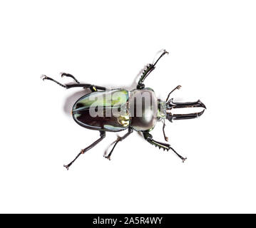 Stag beetle arc-en-ciel, Phalacrognathus muelleri, in front of white background Banque D'Images