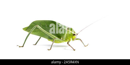 Katydid Stilpnochlora couloniana géant, in front of white background Banque D'Images