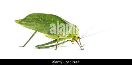 Katydid Stilpnochlora couloniana géant, in front of white background Banque D'Images