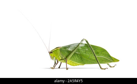 Katydid Stilpnochlora couloniana géant, in front of white background Banque D'Images