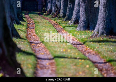 07 octobre 2019, Mecklembourg-Poméranie-Occidentale, Dreilützow : feuilles d'automne se trouvent dans les ruelles d'une avenue. Photo : Jens Büttner/dpa-Zentralbild/ZB Banque D'Images