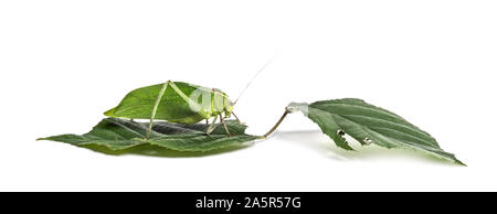 Katydid Stilpnochlora couloniana, géant, on leaf in front of white background Banque D'Images