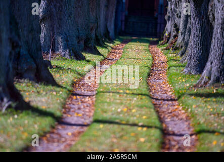 07 octobre 2019, Mecklembourg-Poméranie-Occidentale, Dreilützow : feuilles d'automne se trouvent dans les ruelles d'une avenue. Photo : Jens Büttner/dpa-Zentralbild/ZB Banque D'Images