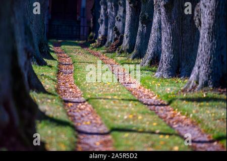 07 octobre 2019, Mecklembourg-Poméranie-Occidentale, Dreilützow : feuilles d'automne se trouvent dans les ruelles d'une avenue. Photo : Jens Büttner/dpa-Zentralbild/ZB Banque D'Images