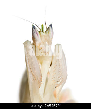 Les jeunes orchid mantis, Hymenopus coronatus, in front of white background Banque D'Images