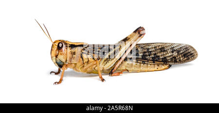 Criquet migrateur, Locusta migratoria, in front of white background Banque D'Images