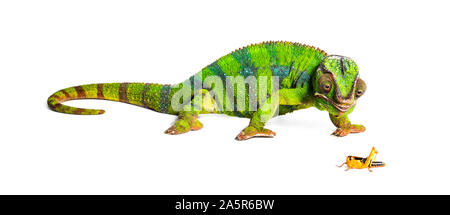 Caméléon panthère, Furcifer pardalis, criquet migrateur manger in front of white background Banque D'Images