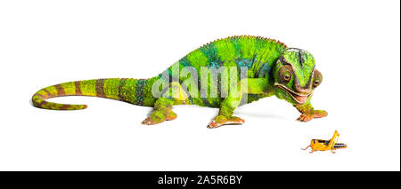 Caméléon panthère, Furcifer pardalis, criquet migrateur manger in front of white background Banque D'Images