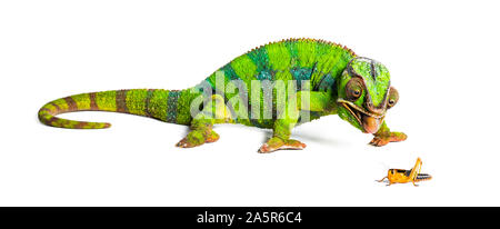 Caméléon panthère, Furcifer pardalis, criquet migrateur manger in front of white background Banque D'Images