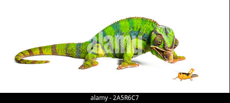 Caméléon panthère, Furcifer pardalis, criquet migrateur manger in front of white background Banque D'Images