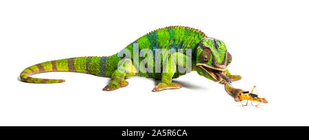 Caméléon panthère, Furcifer pardalis, criquet migrateur manger in front of white background Banque D'Images