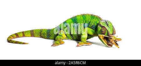 Caméléon panthère, Furcifer pardalis, criquet migrateur manger in front of white background Banque D'Images