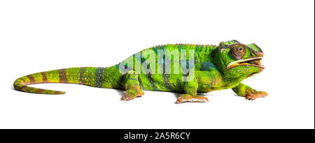 Caméléon panthère, Furcifer pardalis, criquet migrateur manger in front of white background Banque D'Images