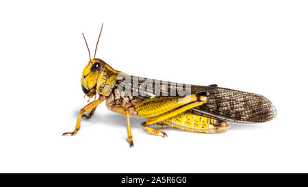 Criquet migrateur, Locusta migratoria, in front of white background Banque D'Images