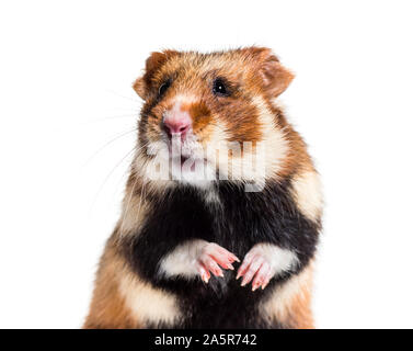 Grand hamster, Cricetus cricetus, in front of white background Banque D'Images