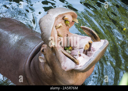 Close up d'Hippone ou hippopotame bouche ouverte en attente pour l'alimentation Banque D'Images