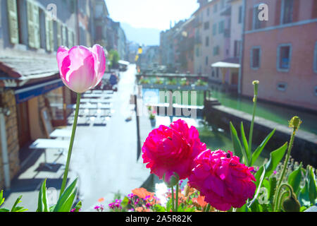 Belle tulipe rose près de canal vert à Annecy, France. Journée d'été ensoleillée. Banque D'Images