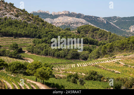 Les vignes et vignobles dans les Dentelles de Montmirail, en Provence, France. Banque D'Images