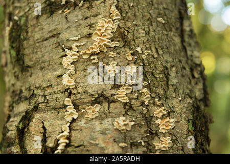 Les jeunes nouvelle colonie de Polypore champignons support, Stereum hirsutum, éventuellement du PSP à partir d'envahir les jeunes Silver Birch Tree, Betula pendula Banque D'Images