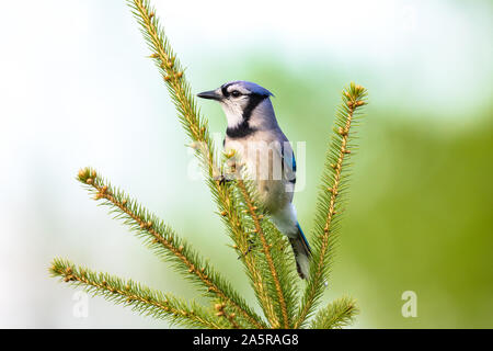 Geai bleu perché dans un sapin. Banque D'Images