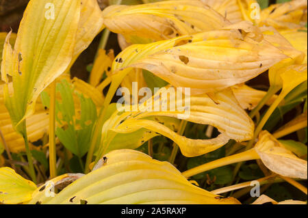 Hosta feuilles à l'automne, montrant une belle gamme de nuances jaune pastel avec escargot et limace dommage Banque D'Images