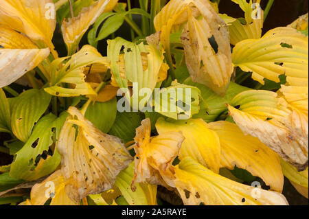 Hosta feuilles à l'automne, montrant une belle gamme de nuances jaune pastel avec escargot et limace dommage Banque D'Images