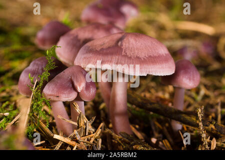 Mycena pura ou lilas Bonnet la fructification, également connu sous le nom d'un saprophagic Bellcap Lilas toxiques champignons qui se nourrit de bois pourri Banque D'Images