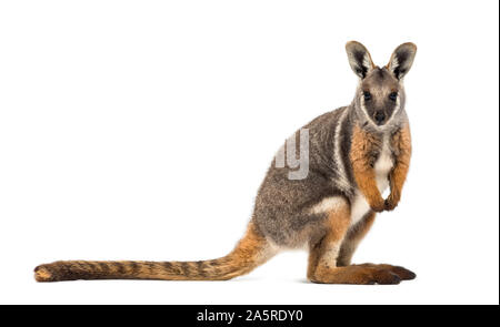 Yellow-footed rock wallaby, Petrogale xanthopus-kangourou, wallaby, standing against white background Banque D'Images