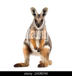 Yellow-footed rock wallaby, Petrogale xanthopus-kangourou, wallaby, standing against white background Banque D'Images