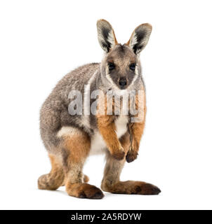 Yellow-footed rock wallaby, Petrogale xanthopus-kangourou, wallaby, standing against white background Banque D'Images