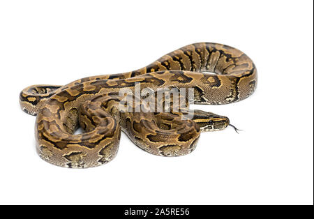 Sanzinia madagascariensis, Boa madagascariensis, également connu sous le nom de l'arbre malgache Madagascar tree boa, boa ou contre fond blanc Banque D'Images