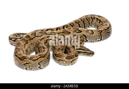 Sanzinia madagascariensis, Boa madagascariensis, également connu sous le nom de l'arbre malgache Madagascar tree boa, boa ou contre fond blanc Banque D'Images