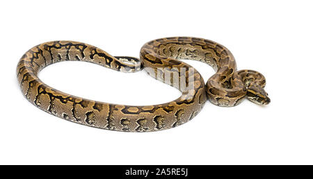 Sanzinia madagascariensis, Boa madagascariensis, également connu sous le nom de l'arbre malgache Madagascar tree boa, boa ou contre fond blanc Banque D'Images