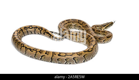 Sanzinia madagascariensis, Boa madagascariensis, également connu sous le nom de l'arbre malgache Madagascar tree boa, boa ou contre fond blanc Banque D'Images