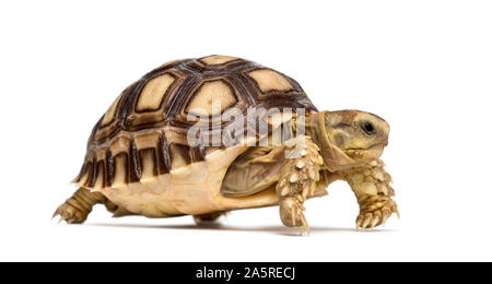 Tortue sillonnée, Centrochelys sulcata, également appelé la tortue sulcata, in front of white background Banque D'Images
