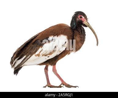 Ibis Madagascar Lophotibis cristata,, également connu sous le nom de Madagascar, ibis ibis à ailes blanches ou crested ibis bois standing against white background Banque D'Images