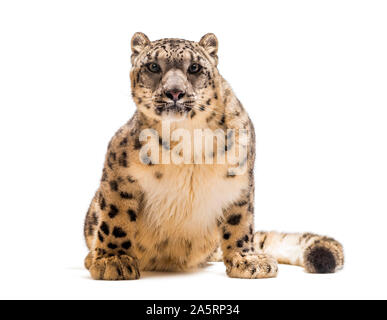 Léopard des neiges, Panthera uncia, également connu sous le nom de la once assis contre fond blanc Banque D'Images