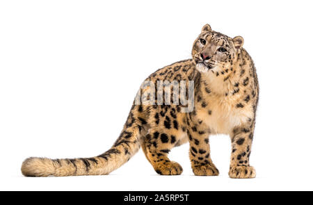 Léopard des neiges, Panthera uncia, également connu sous le nom de la once standing against white background Banque D'Images