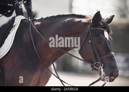 Portrait d'une Bay Dark Horse, vêtus de equestrian munitions pour les performances à des compétitions de dressage et illuminé par la lumière du soleil. Banque D'Images